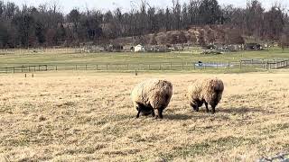 Longhorn Cow Sheep amp Goat [upl. by Oxley]