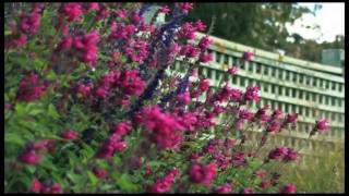 Autumn DVD  Salvias  Dry Climate Gardening with David Glenn [upl. by Vedetta801]