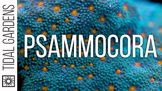 Psammocora Coral Care Tips [upl. by Huskey]