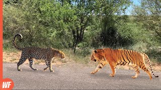 When a Leopard Faced TigerIt Got Killed [upl. by Rellim301]