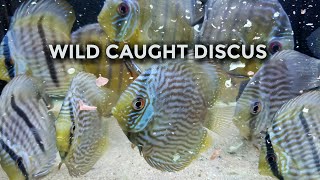 Wild Caught Discus [upl. by Tammany175]