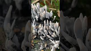 Ксилярія гіпоксилон Xylaria hipoxylon  гриб quotогарок свічкиquot ліс nature гриби fungi [upl. by Ayote]