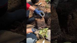 How to fix a root bound plant gardeningtips planting homegardening [upl. by Fabiolas147]