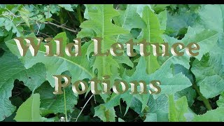 Wild Lettuce Potion Lactuca Serriola Salve amp Tincture Updated audio 8 6 19 [upl. by Yllaw]