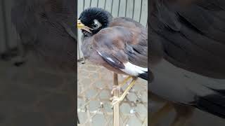 birds ke sath badh kiya hum shortsvideo for birdsbirds [upl. by Idnam962]