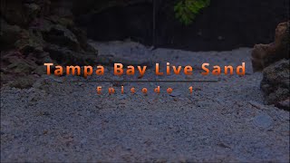 Reef Tank ReBuild With Tampa Bay Live Sand  Episode 1 [upl. by Sukramaj]