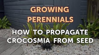 How to Propagate Crocosmia From Seed [upl. by Shiller168]