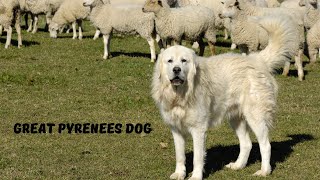 The Great Pyrenees Gentle Giant [upl. by Boylan44]