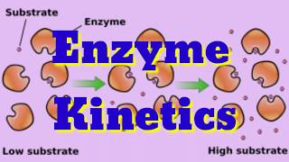 Enzyme kinetics  Michaelis Menten theorem  In Hindi amp English in detail 🤗 [upl. by Ahtilat]