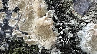 한국 고유종 항균 신장염 산업적 유망 버섯 기계충버섯 Irpex lacteus 테미공원 Temi Park [upl. by Gilemette]