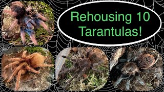 Rehousing 10 New Tarantulas  Part 2 of 2 [upl. by Byrd300]