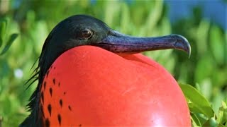 Bizarre Mating Ritual Of The Frigatebird  Wild Caribbean  BBC Earth [upl. by Elac159]