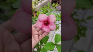 allamanda vine flowers allamanda shorts howto trending reels viral fertilizer shampysgarden [upl. by Ttik]