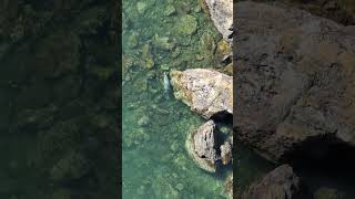 Harbor Seal from above [upl. by Nalid]