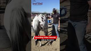 Dr Mike Adney  SportHorseChiropracticcom  horse hind end chiropractic adjustment [upl. by Sirad396]