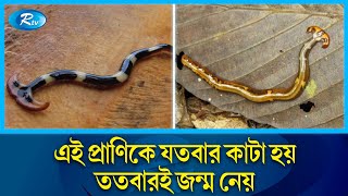 ছোট্ট কিন্তু অথচ শক্তিশালী প্রাণ যতবার কাটে ততবার জন্মে  Hammerhead worms  Rtv News [upl. by Retlaw627]