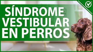 🐩 Qué es el Síndrome Vestibular en Perros  Causas Síntomas y Tratamiento 🤕🐩 [upl. by Narod757]