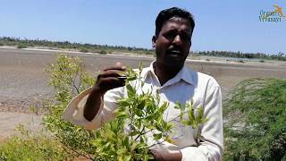 மாயாஜாலம் செய்யும் மூலிகை  virali leaves benefits  இயற்கை வாழ்வியல் ஆலோசகர் [upl. by Snah59]