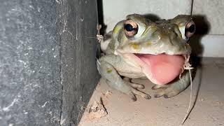 🐸 Sonoran Desert Toad eating Fat Wasp [upl. by Ogu396]