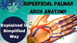 Superficial Palmar Arch Anatomy  Arterial supply of hand  Upperlimb [upl. by Cardon]