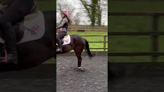 Erol throwing some shapes jumping skinnies last week at home 🤣😎 horse equestrian horseriding [upl. by Lenka]