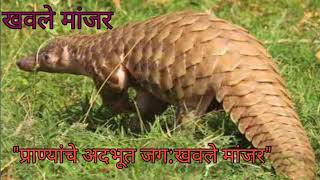 खवले मांजरखवल्या मांजरPangolin [upl. by Ahkeber]