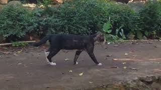 Video Kucing ireng [upl. by Lohrman]