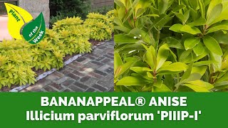 BANANAPPEAL® ANISE  Illicium parviflorum PIIIP I  First Editions Plants [upl. by Lefton]