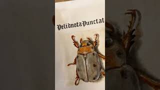 Grapevine Beetle  Watercolor Painting  Art by VOLTA [upl. by Edbert697]