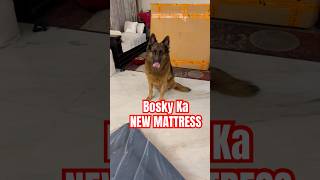 Bosky ka new mattress germanshepherd dogsofinstagram funny lifestyle [upl. by Erena]