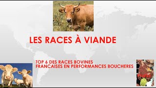 Mon top 6 des races à viande bovine [upl. by Baugh433]