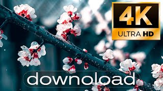 4K Live Wallpaper Persica Background DOWNLOAD LINK [upl. by Callida]