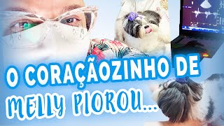 CARDIOLOGISTA VETERINÁRIA INSUFICIÊNCIA CARDÍACA EM CÃES E PROLAPSO VÁLVULA MITRAL CANINO [upl. by Lehcear]