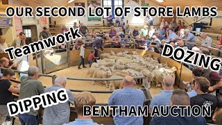 Bentham auction second sale store lamb trade DIPPING DOZING and TEAMWORK [upl. by Retsub]