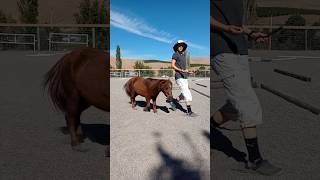 Mini Horse Liberty  Shankless showmanship Groundwork Trail minihorse shortsvideo [upl. by Somar]