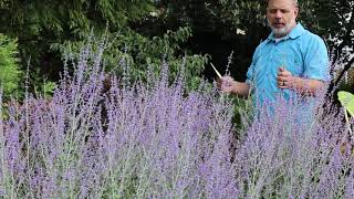 Russian sage Perovskia atriplicifolia  Salvia yangii  Plant Identification [upl. by Ades255]