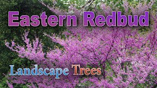 Will an Eastern Redbud Tree Grow in Your Yard [upl. by Dagna]