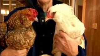 Understanding Chickens amp Eggs  The Difference Between Hens amp Roosters [upl. by Narak846]