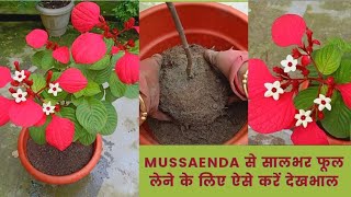 Repotting and Complete Care for Mussaenda PlantsSoil FertilizerWater Sun All about Mussaenda [upl. by Blakelee]