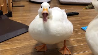 Our Pet White Call Duck Quacking Quacking [upl. by Weslee953]