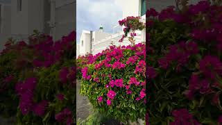 Lanzarote  Hyde Park Lane Villas 🌺 shorts travel paradise canaryislands lanzarote [upl. by Wymore779]