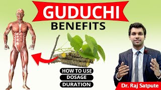 Medicinal Benefits of Guduchi  Giloy  Uses of Giloy  Guduchi For Immunity Diabetes amp Fever [upl. by Jarrad]