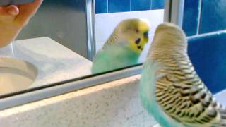 Cocchetto la cocorita parlante Cocchetto the talking budgie [upl. by Allerim725]