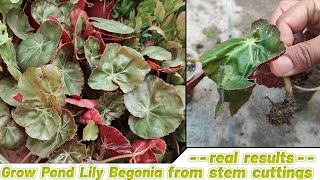 How to grow pond lily begonia from stem cuttings  begonia beefsteak propagation from stem cuttings [upl. by Ecirehs]