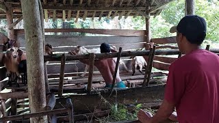 ngambila kambing yang suda di beli untuk kekahan nya apnan [upl. by Beal]