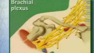 Brachial Plexus Anatomy [upl. by Petronilla61]