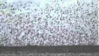 Huge flocks of birds gather at the Snettisham Spectacular [upl. by Lucienne925]