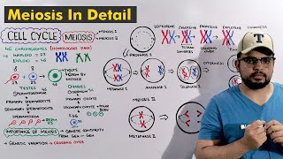 Cell cycle Meiosis Steps Explained in Detail [upl. by Aciras398]