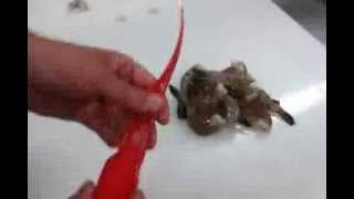 How to Peel and Devein Shrimp  Giovannis Fish Market [upl. by Amada784]