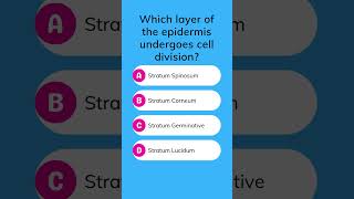 Which layer of the epidermis undergoes cell division [upl. by Wallraff62]